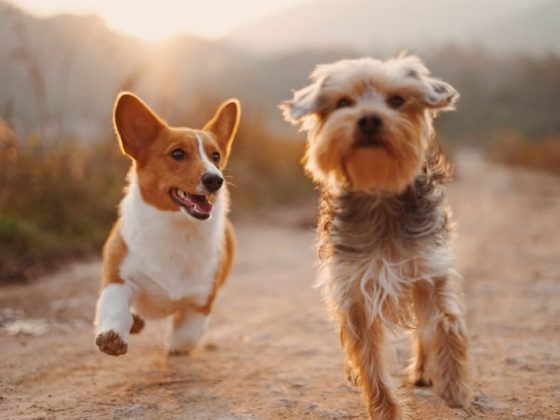 Quando um Cachorro Morre no Espiritismo: Significado Espiritual