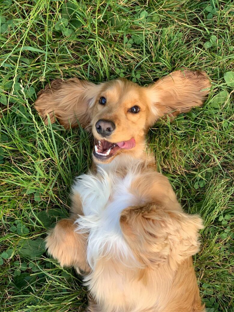 Quando um Cachorro Morre no Espiritismo: Significado Espiritual