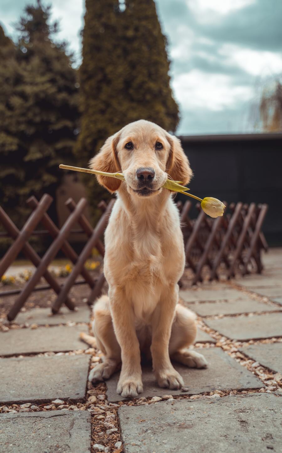 Quando um Cachorro Morre no Espiritismo: Significado Espiritual