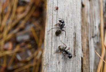Significado Espiritual Formigas e Infestação em Casa (Umbanda)