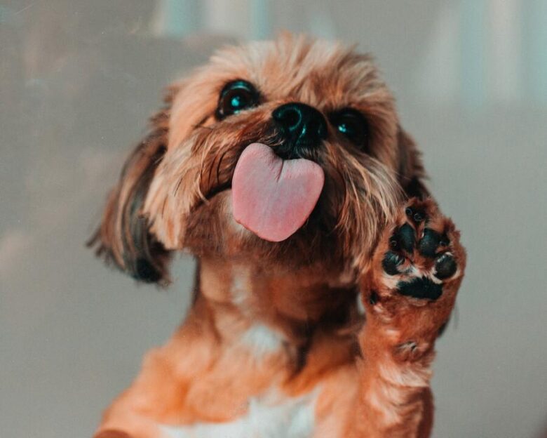 Quando um Cachorro Morre no Espiritismo: Significado Espiritual