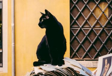 Significado Espiritual do Gato Preto | Eles são sensitivos?