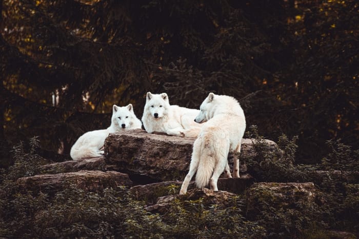 Significado da cor dos lobos