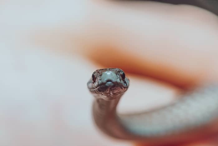 Qual o significado da cobra no espiritismo