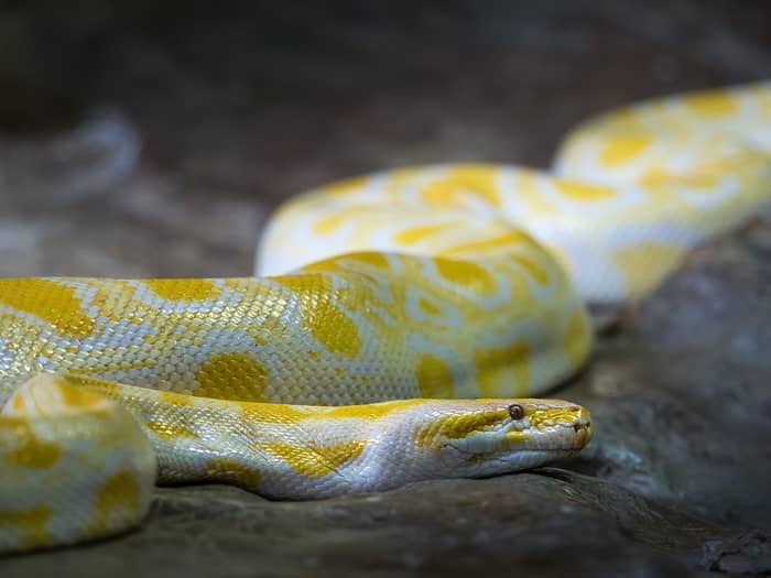 Matando cobra no espiritismo