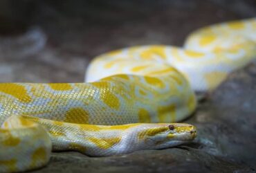 11 Significados da Cobra no Espiritismo: Encontrar em Casa e Caminho