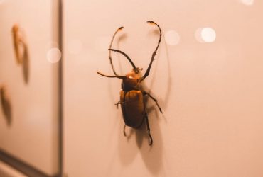 5 Significado Espiritual das Baratas: em Casa na Umbanda