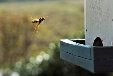 Significado Espiritual do Marimbondo e Seu Ninho: Traz Sorte?