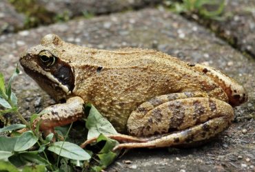 Significado Espiritual do Sapo: Dentro de Casa e Porta de Entrada