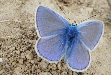 Significado da Mariposa no Candomblé: dentro de casa, no quarto e mais!