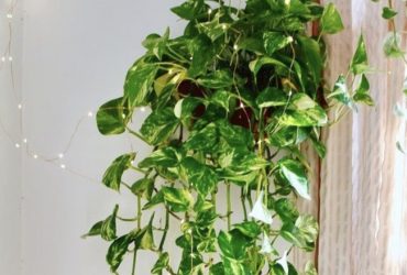 Planta Jiboia no Espiritismo: Transmite energias positivas ou negativas?