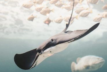 Significado Espiritual da Arraia: Simbologia para a sua vida e futuro