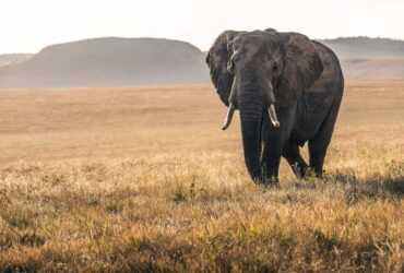 Significado Espiritual do Elefante: 11 na Umbanda e Espiritualidade