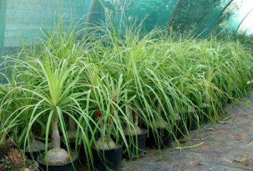 Planta Pata De Elefante Significado Espiritual: 9 Poderes