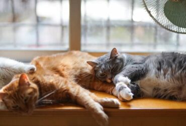 O que Significa Quando um Gato Morre no Espiritismo?