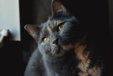Para Onde Vão os Animais Após a Morte? Para o céu?