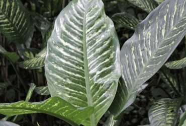 Porque a planta Comigo Ninguém Pode chora e murcha?