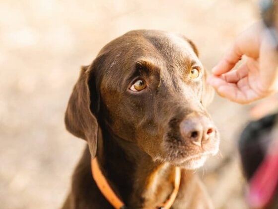 Quando um Cachorro Morre no Espiritismo: Significado Espiritual