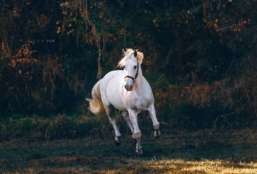 9 Animais de Poder no Xamanismo e o Significado de Cada Um