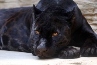 Pantera Negra e o seu Significado Espiritual e no Xamanism