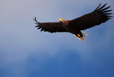 Águia Significado Espiritual: Que Significa Ver Uma? 7 Sinais