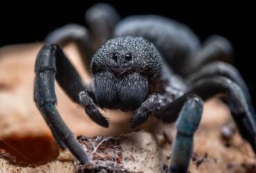 8 Significados da Aranha na Bruxaria: É negativa?