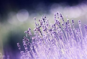 Incenso de Lavanda: Para que Serve? 7 Benefícios Espirituais