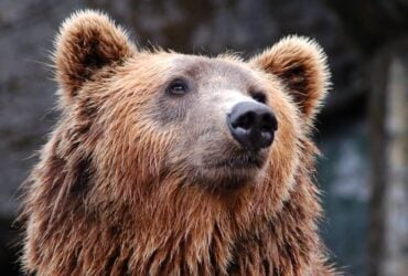 Animal de Poder Urso: Qual o significado do urso? Umbanda e Bíblia