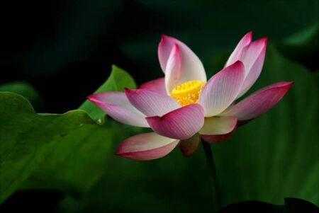 Significado da Flor de Lótus na Umbanda e Tatuagem: 9 Mensagens