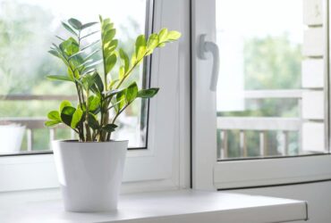 Planta Zamioculca Significado Espiritual: Está Amarelando?