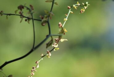 Arruda: Para Que Serve no Mundo Espiritual? 8 Benefícios Espirituais