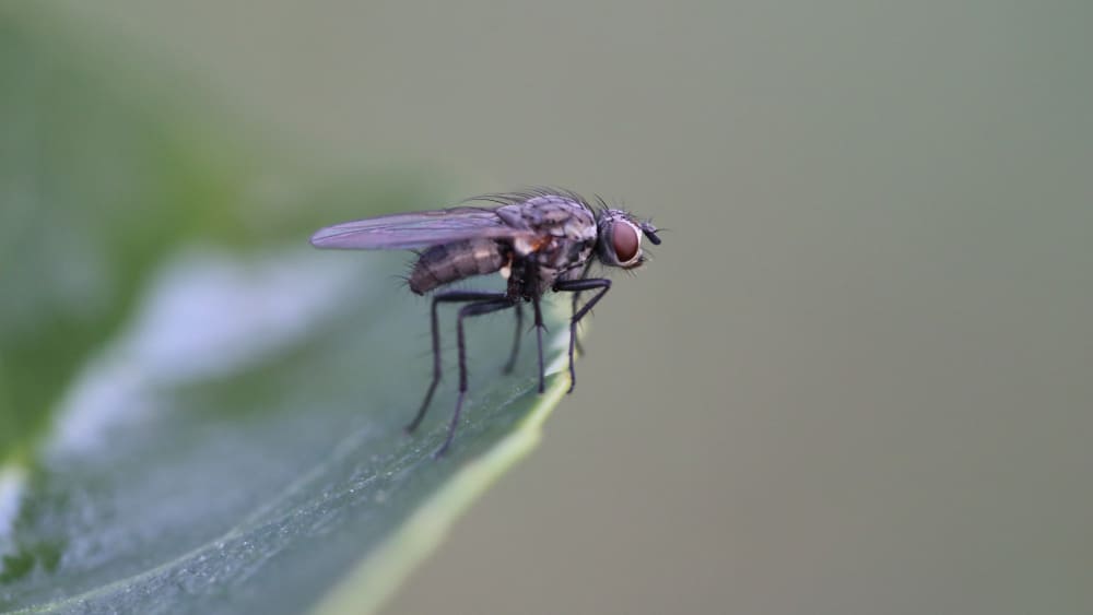 mosca em folha