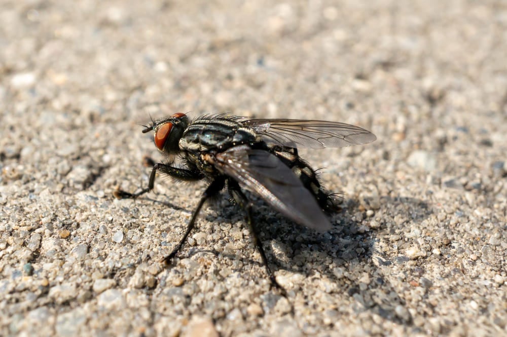 mosca no chão