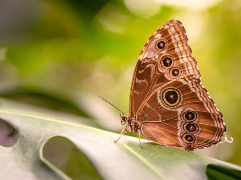 Borboleta Marrom Significado Espiritual – Quando Te Visitou?