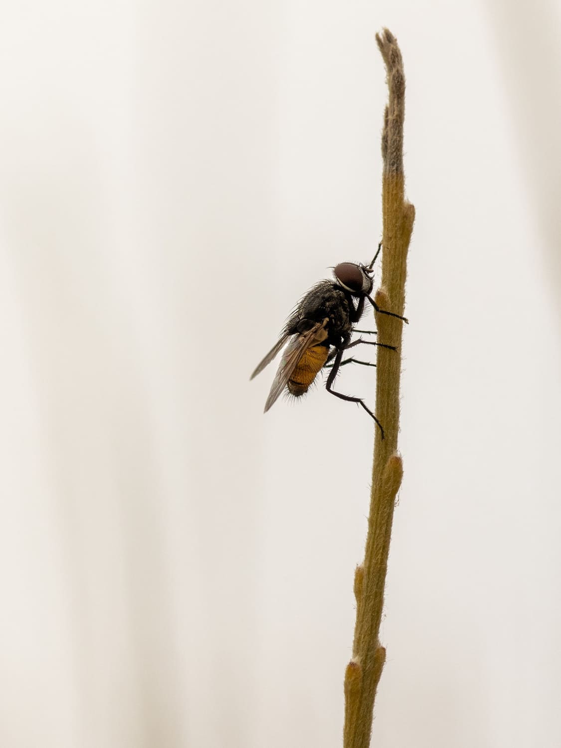 Mosca em pau