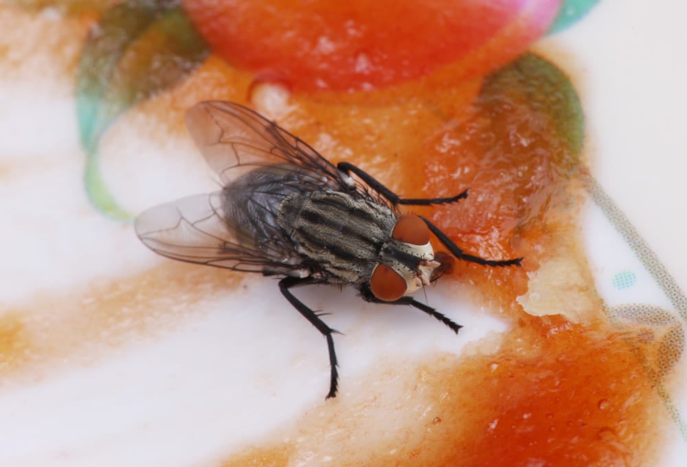 mosca preta em prato