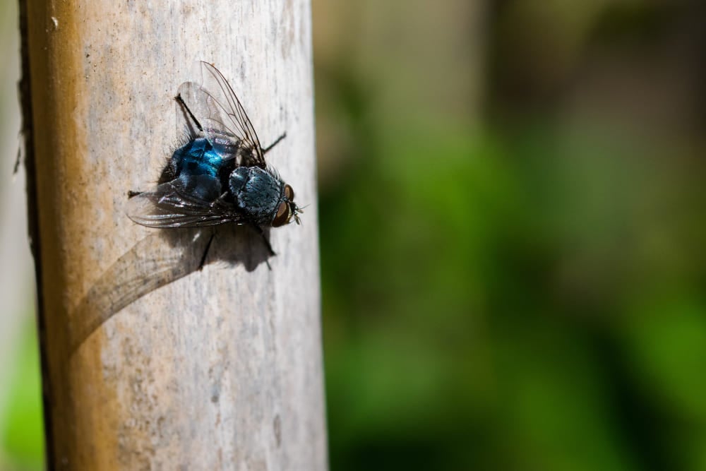 mosca varejeira