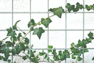 Qual é o Significado da Planta Hera? 8 Benefícios Espirituais!