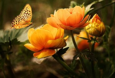 9 Significados da Borboleta Laranja: O que significa para sua vida?