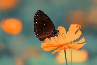 Borboleta Preta e Seu Significado Espiritual: Indica morte?