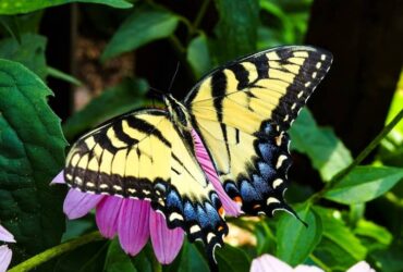 11 Significados da Borboleta Preta e Amarela na Espiritualidade