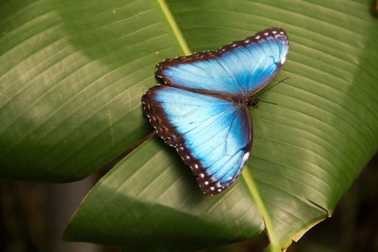 Borboleta Azul Significado Espiritual – Pousou Em Você? Sinal!