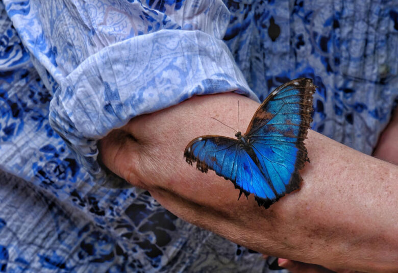 Borboleta Azul Significado Espiritual – Pousou Em Você? Sinal!