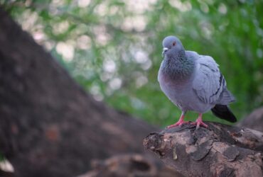 Significado do Pombo em Casa ou Janela – É Ruim?