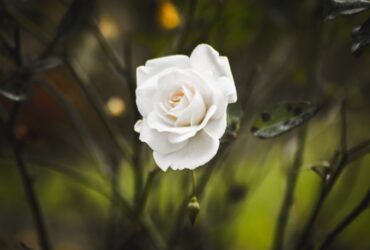 Rosa branca e Seu Significado Espiritual: 9 Mensagens no Espiritismo