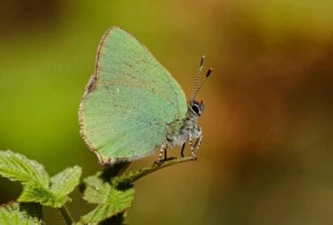 9 Significados da Borboleta Verde em Casa: É Perigosa?