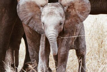 9 Significados do Elefante Branco na Espiritualidade