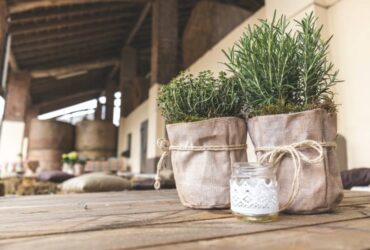 13 Plantas que Trazem Boas Energias e Absorvem Energia Ruim