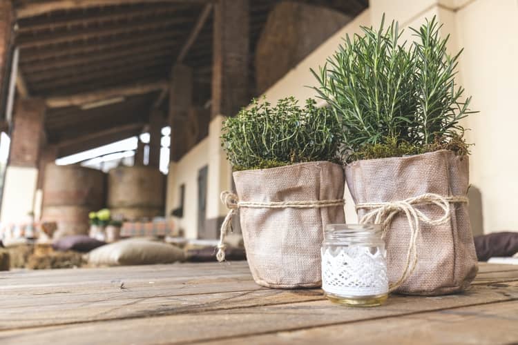 13 Plantas que Trazem Boas Energias e Absorvem Energia Ruim