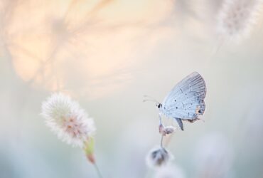 Borboleta Branca e Seu Significado Espiritual: É Algo Ruim?